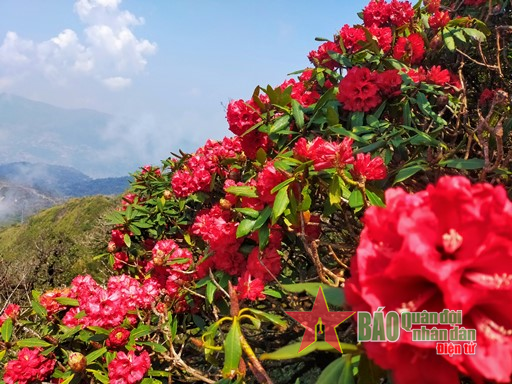 Đến Sa Pa  ngắm hoa dịp 30-4 